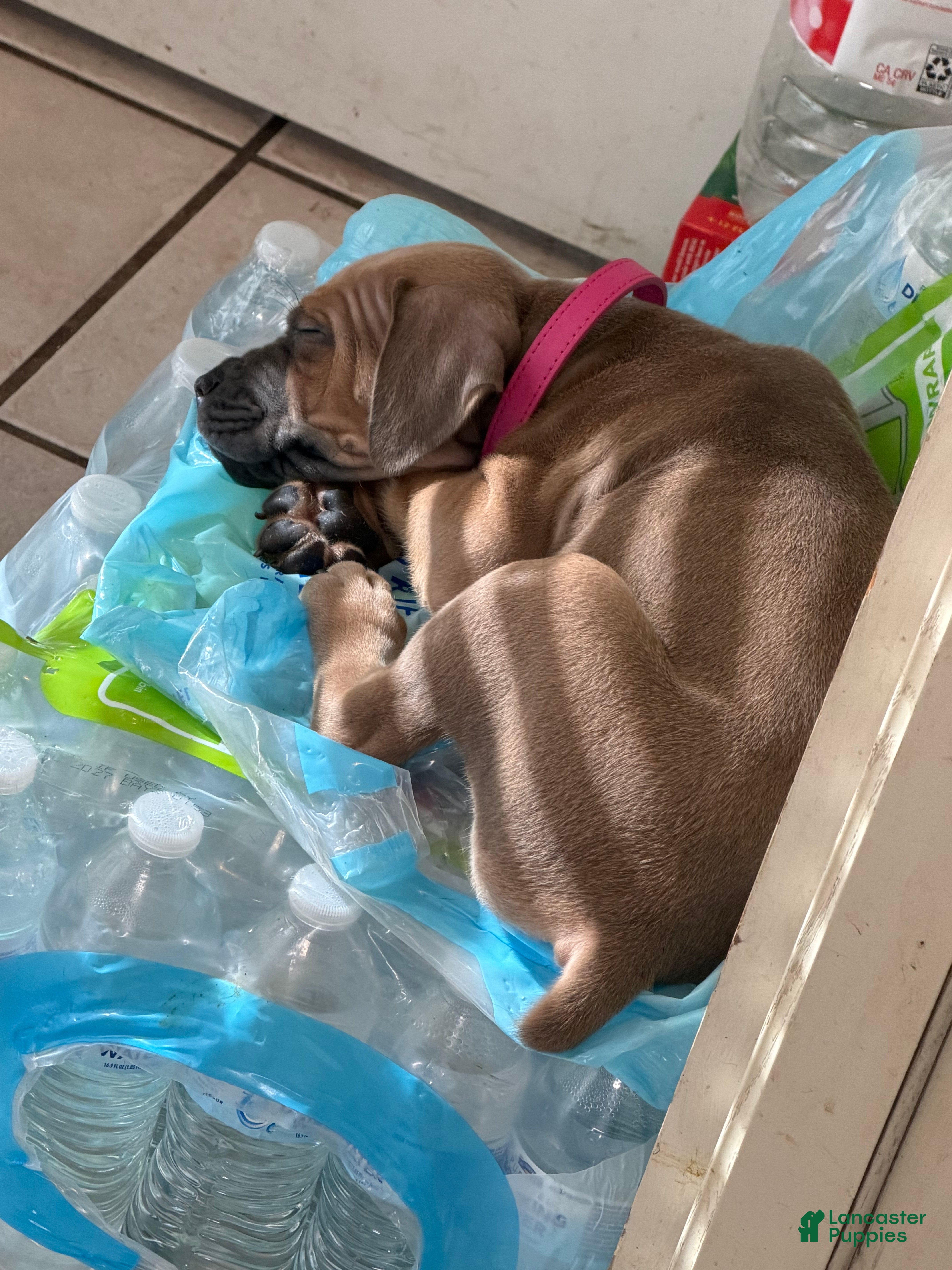 Cane Corso dogs Mulan - Ad 2