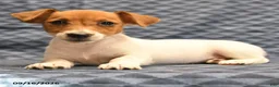 Jack Russell Terrier dogs for sale: Lily - Ad 4