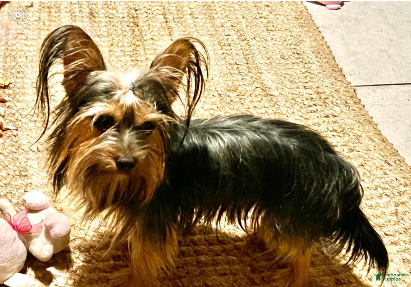 Yorkshire Terrier dogs Miso - Ad 2