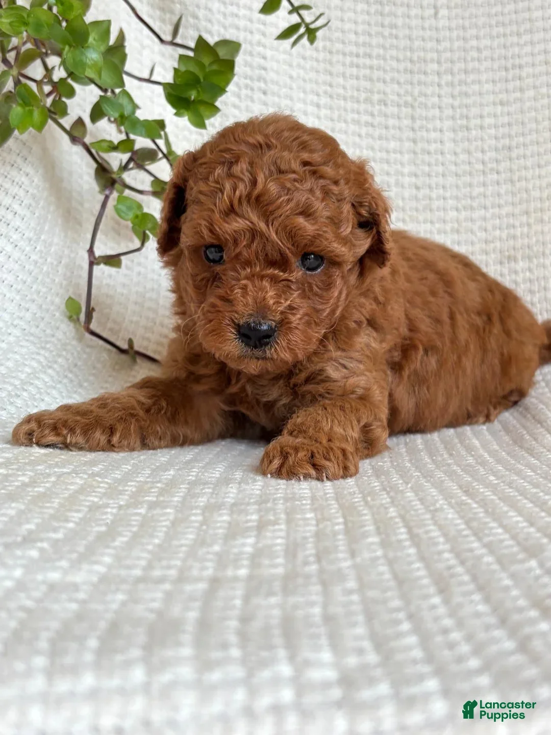 Mini Goldendoodle dogs for sale: Jasper - Ad 2