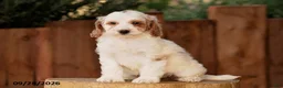 Mini Goldendoodle dogs for sale: Tessa - Ad 2