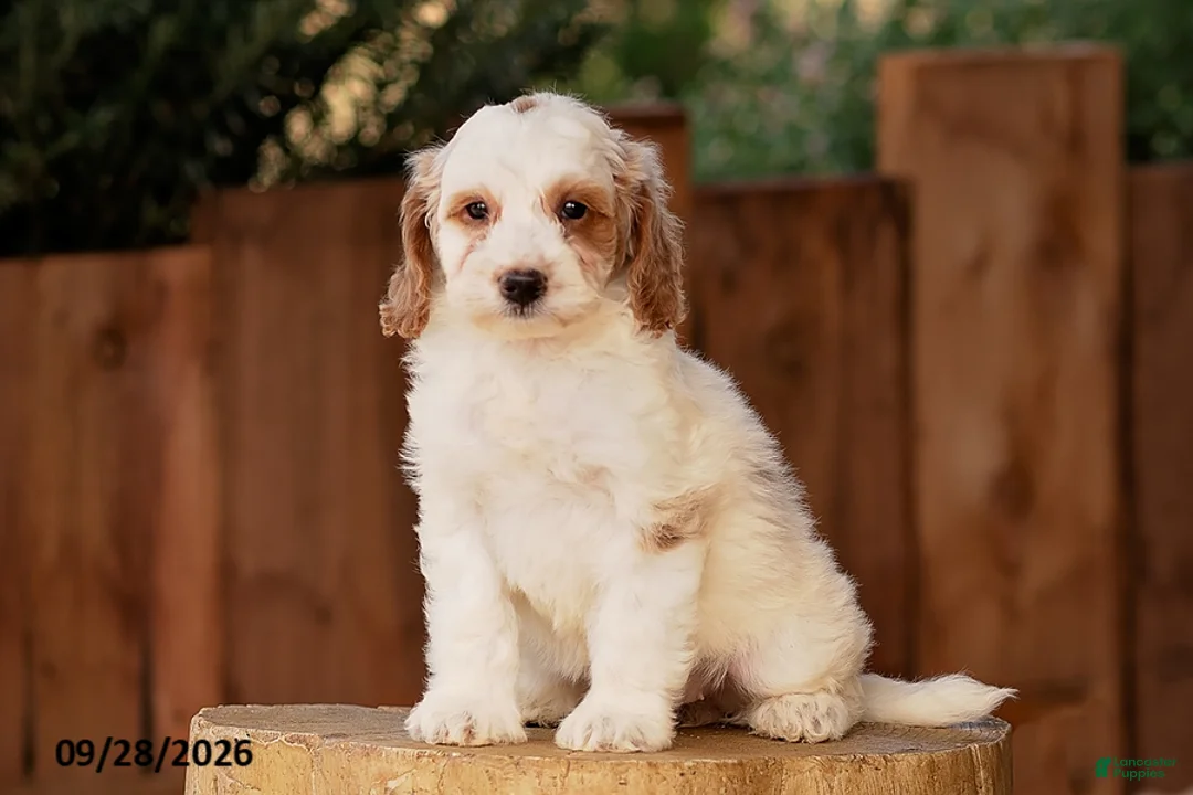 Mini Goldendoodle dogs for sale: Tessa - Ad 2