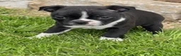 Boston Terrier dogs for sale: Lilly - Ad 3
