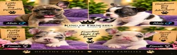 French Bulldog dogs for sale: French Bulldog 1 - Ad 1