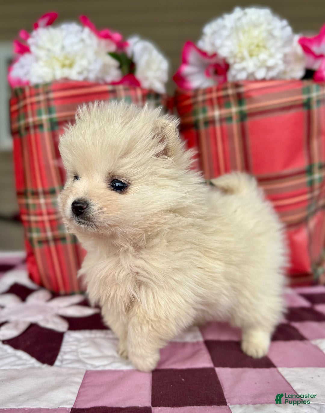 Pomeranian dogs for sale: Buddy - Ad 5