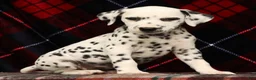 Dalmatian dogs for sale: Kelly - Ad 4