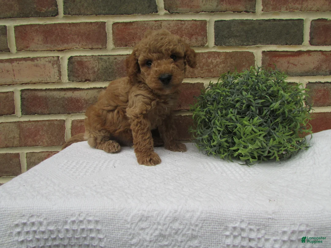 Mini Goldendoodle dogs for sale: Dusty - Ad 1