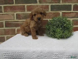 Mini Goldendoodle dogs for sale: Dusty - Ad 1