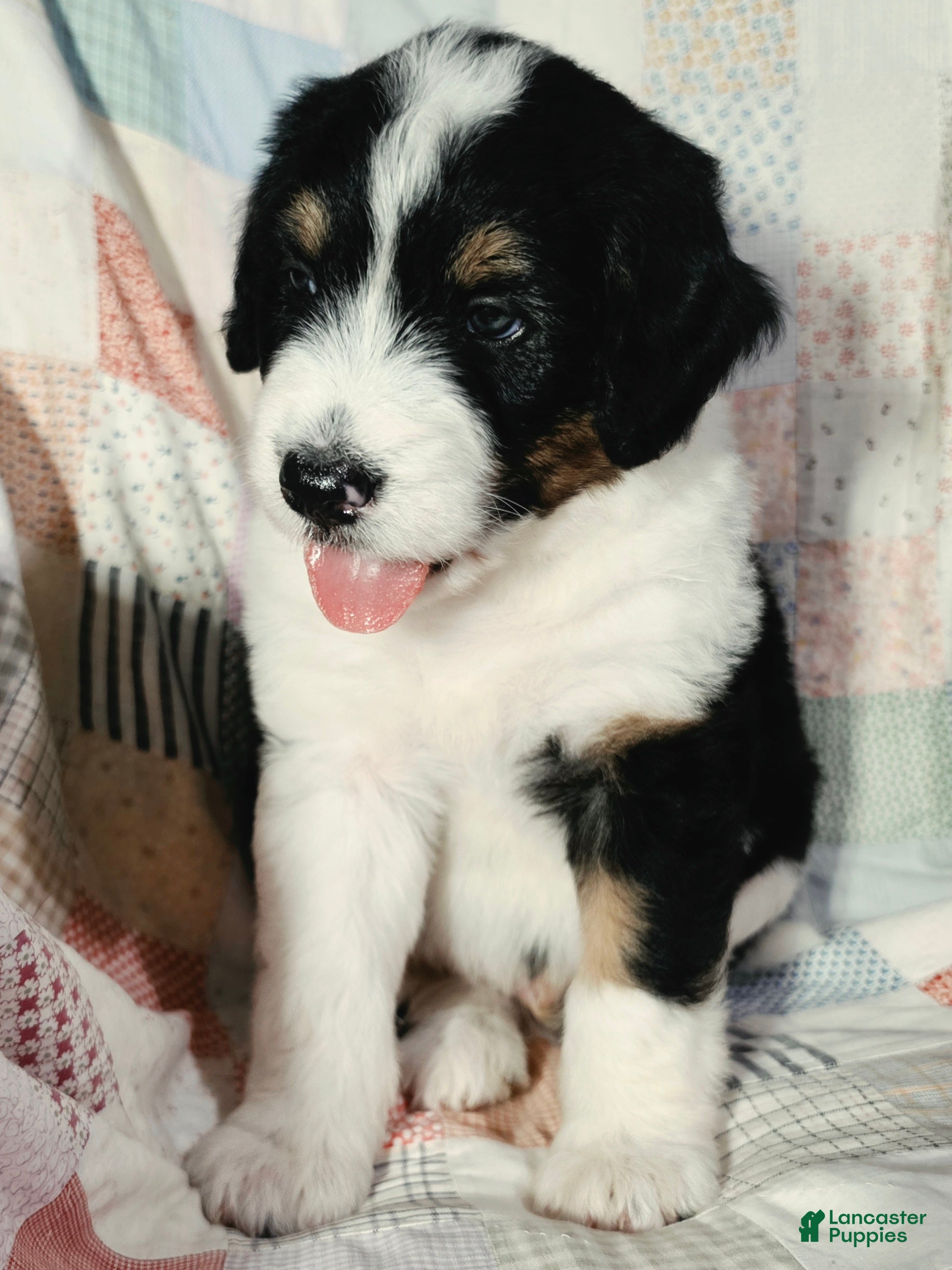 Aussiedoodle dogs Aussiedoodle 3 - Ad 22