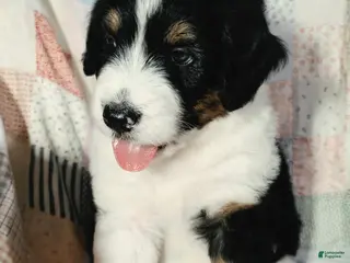 Aussiedoodle dogs Aussiedoodle 3 - Ad 22