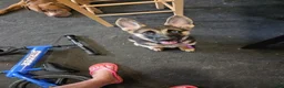Gerberian Shepsky dogs for sale: Black and Tan Girl - Ad 4
