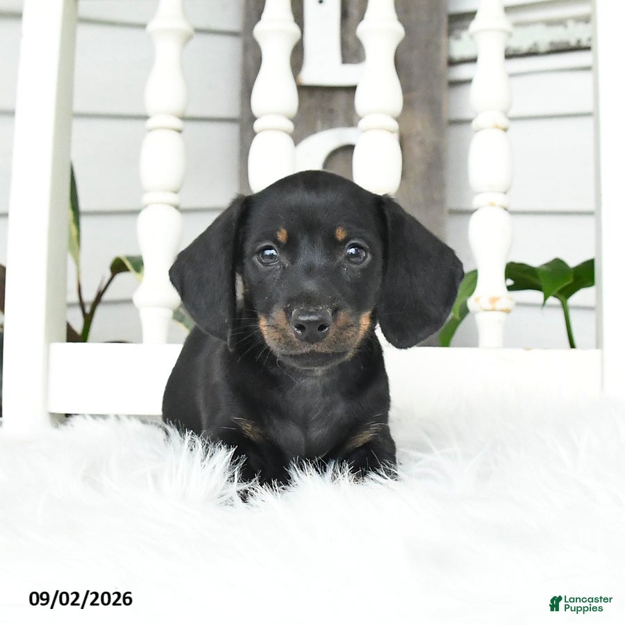 Dachshund dogs Sugar - Ad 2