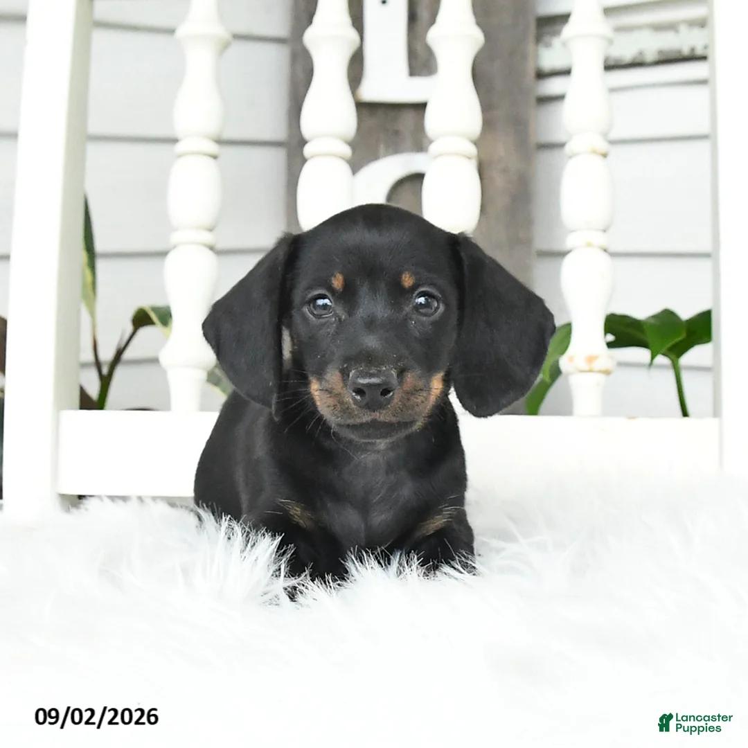 Dachshund dogs for sale: Sugar - Ad 2