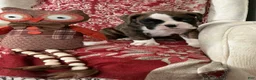 Boxer dogs for sale: DUSSEL  - Ad 4