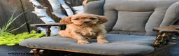 Miniature Golden Retriever dogs for sale: Brigid - Ad 2
