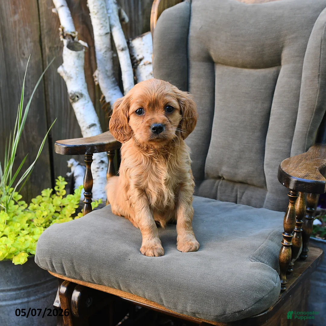 Miniature Golden Retriever dogs for sale: Brigid - Ad 2