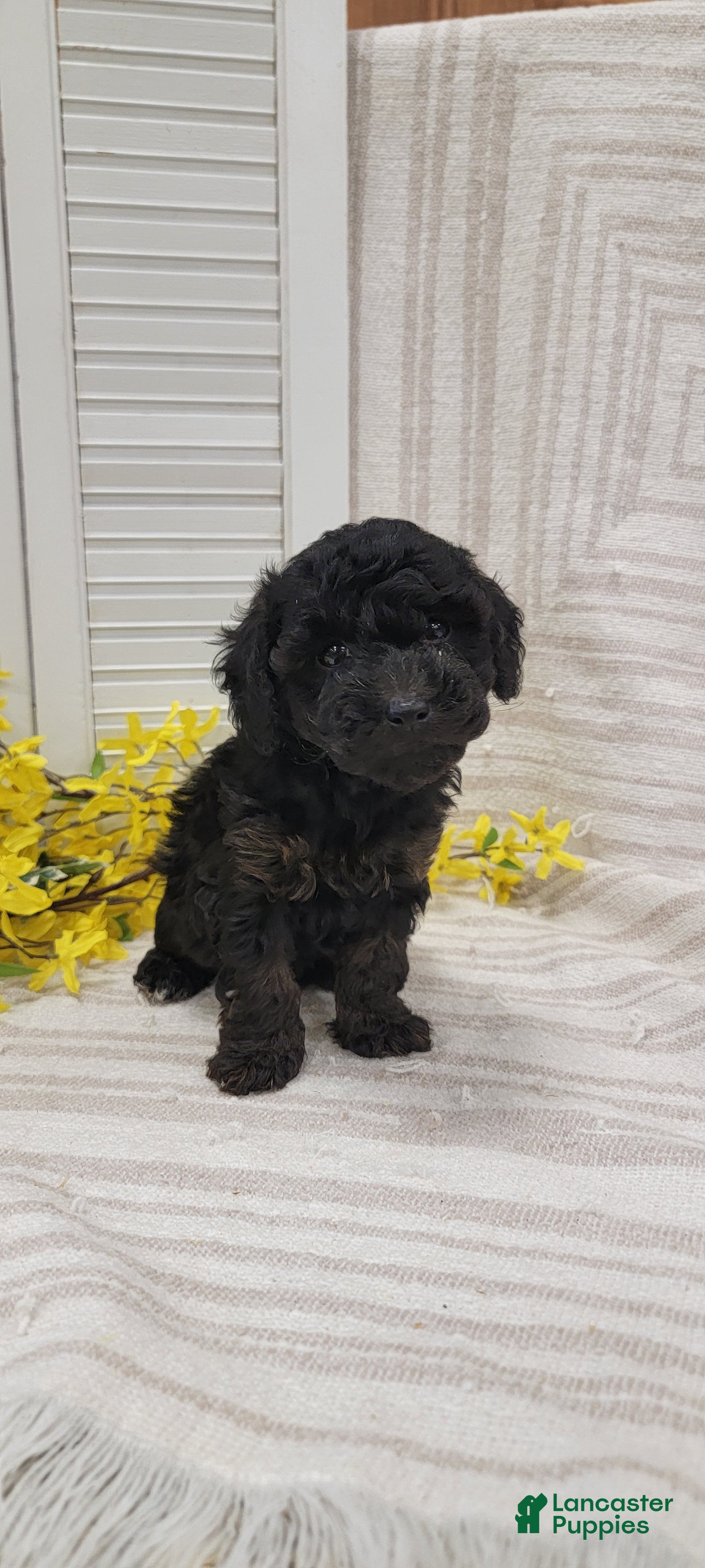 Toy Poodle dogs Missy - Ad 1