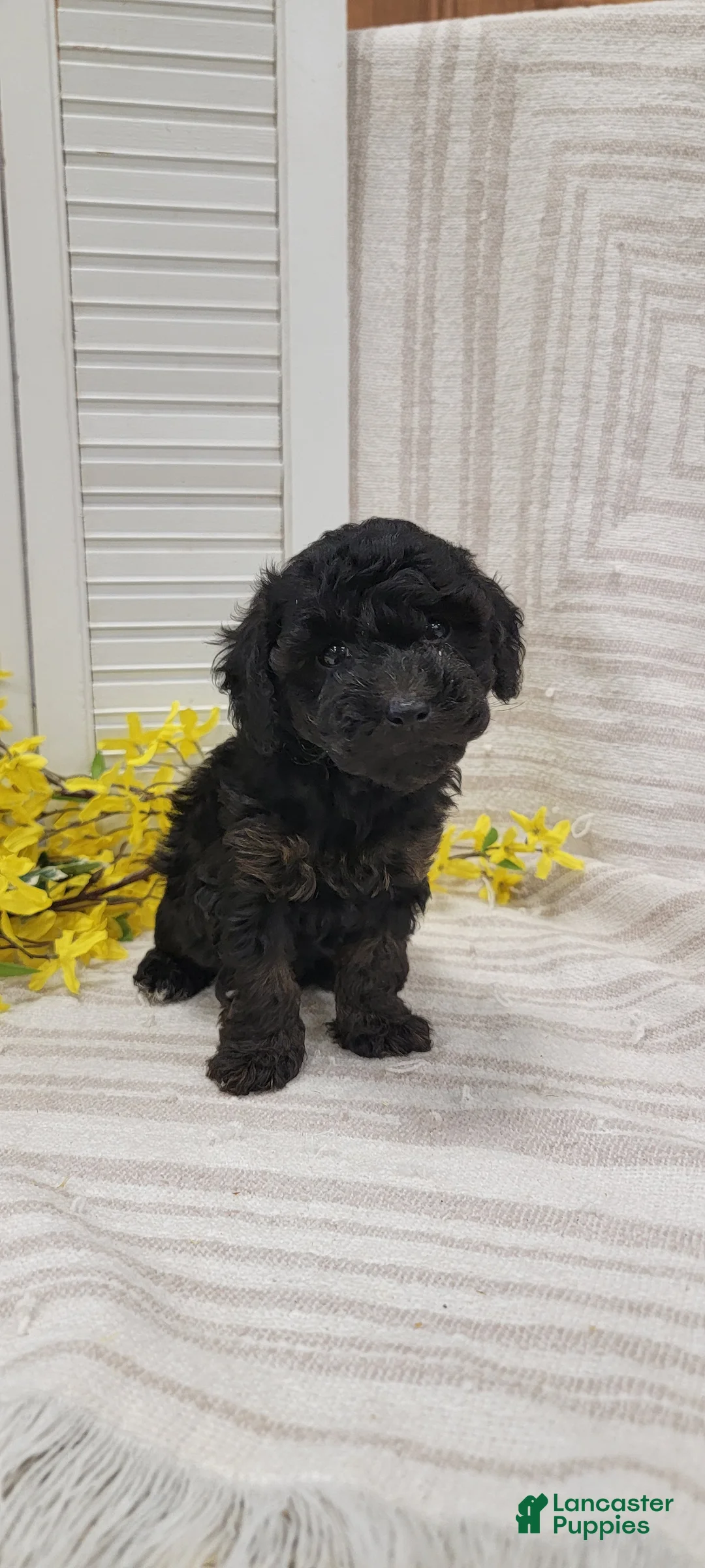 Toy Poodle dogs for sale: Missy - Ad 1