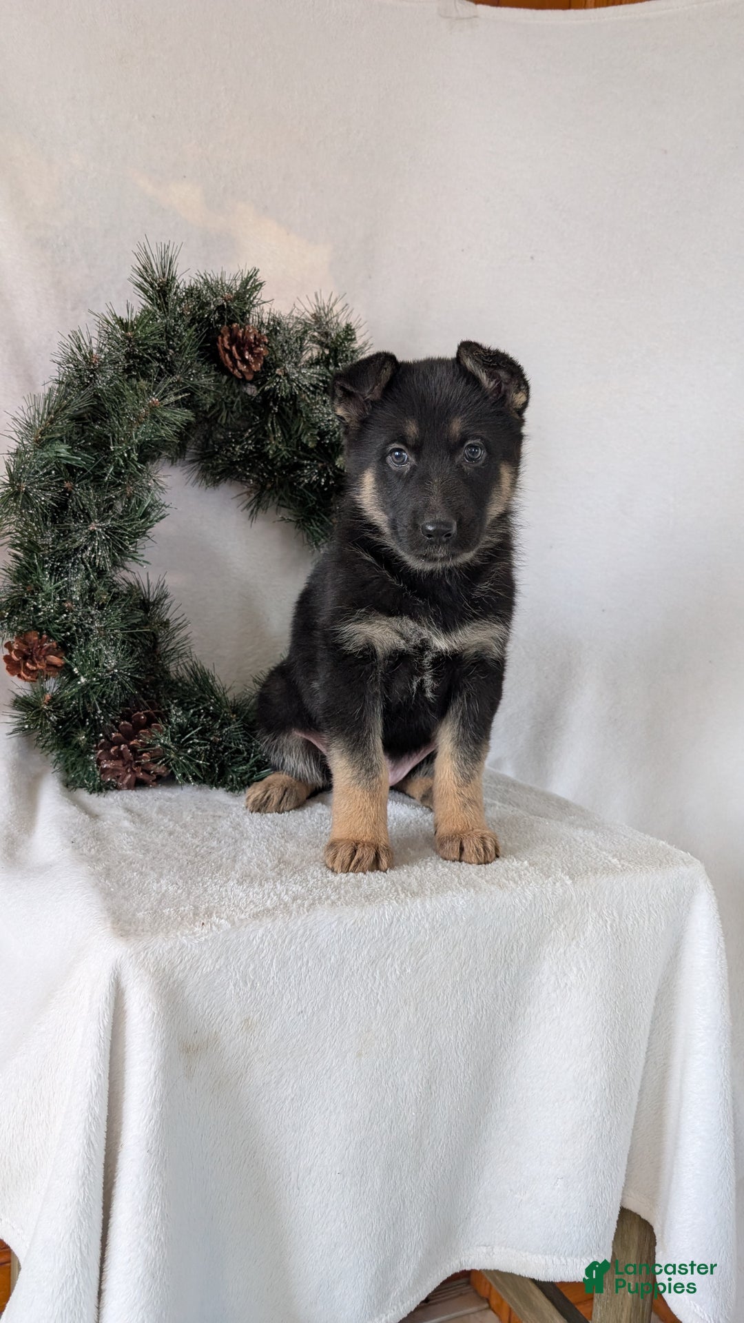 German Shepherd dogs for sale: Gail  - Ad 1