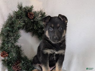 German Shepherd dogs for sale: Gail - Ad 1