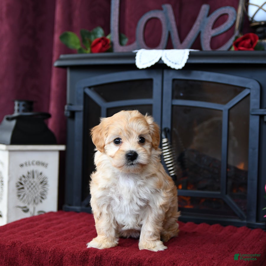 Maltipoo dogs Ashley - Ad 2