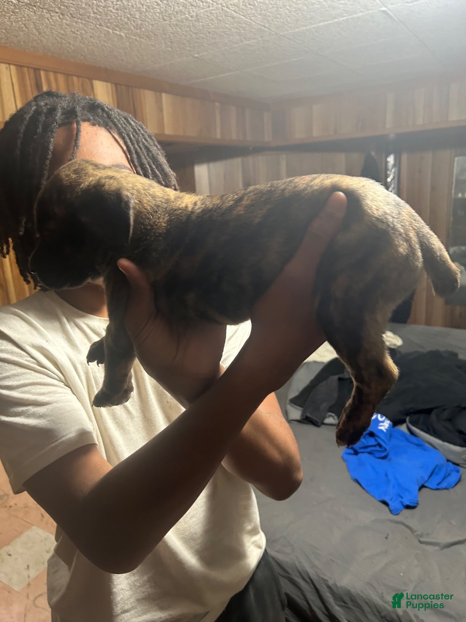 Cane Corso dogs Cane Corso 4 - Ad 36