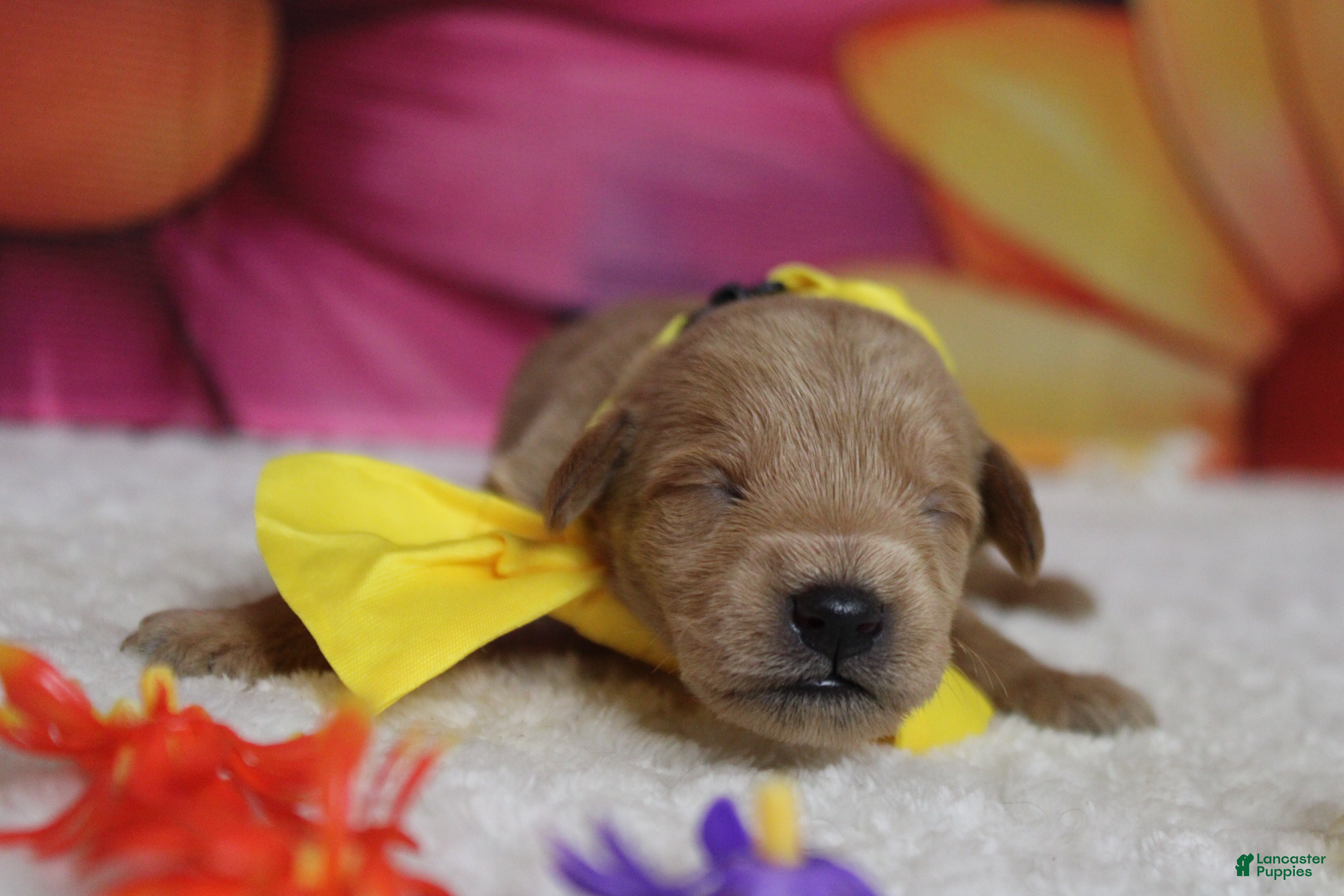 Schnoodle dogs Pinot - Ad 7