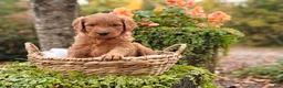 Goldendoodle dogs for sale: Latte - Ad 11