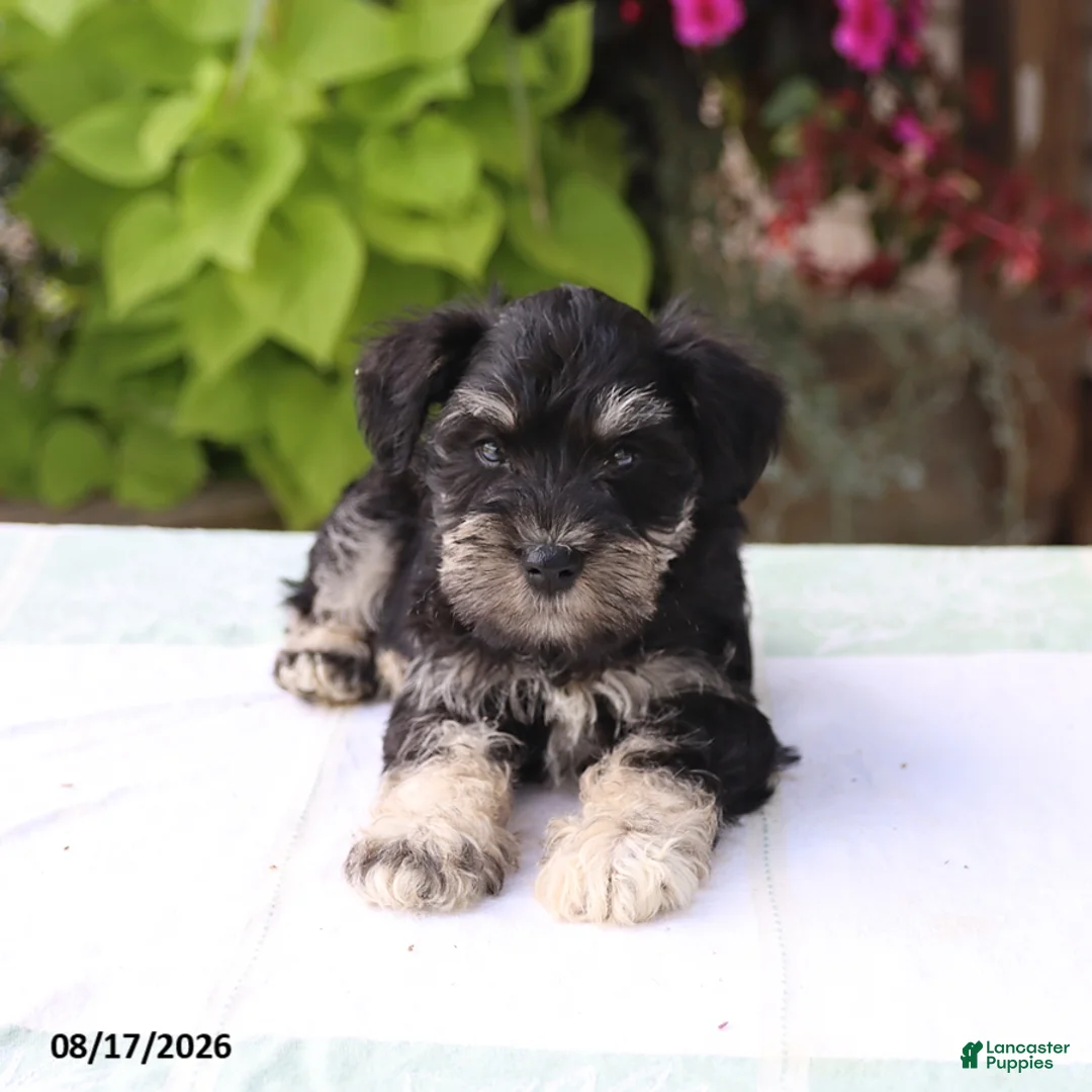 Miniature Schnauzer dogs for sale: Payton - Ad 6