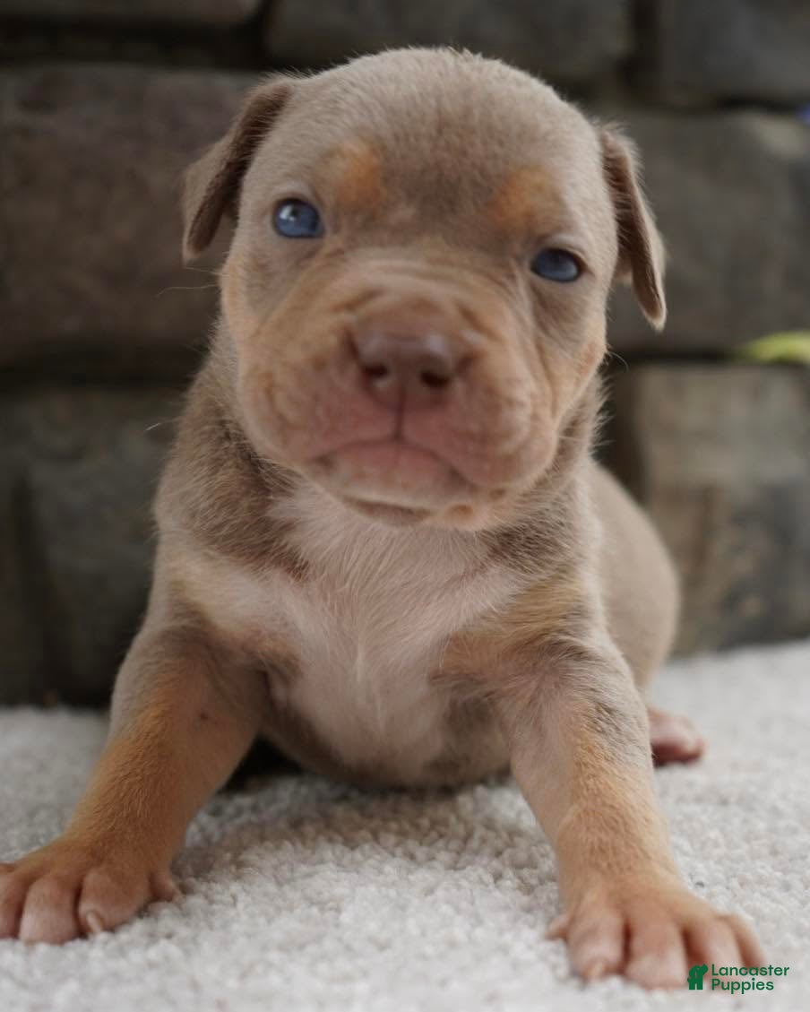 American Bully dogs Girl 1 - Ad 8