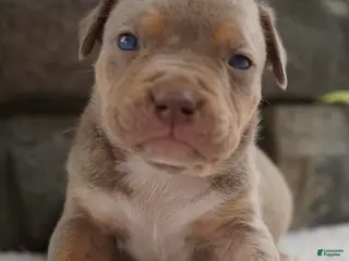 American Bully dogs Girl 1 - Ad 8