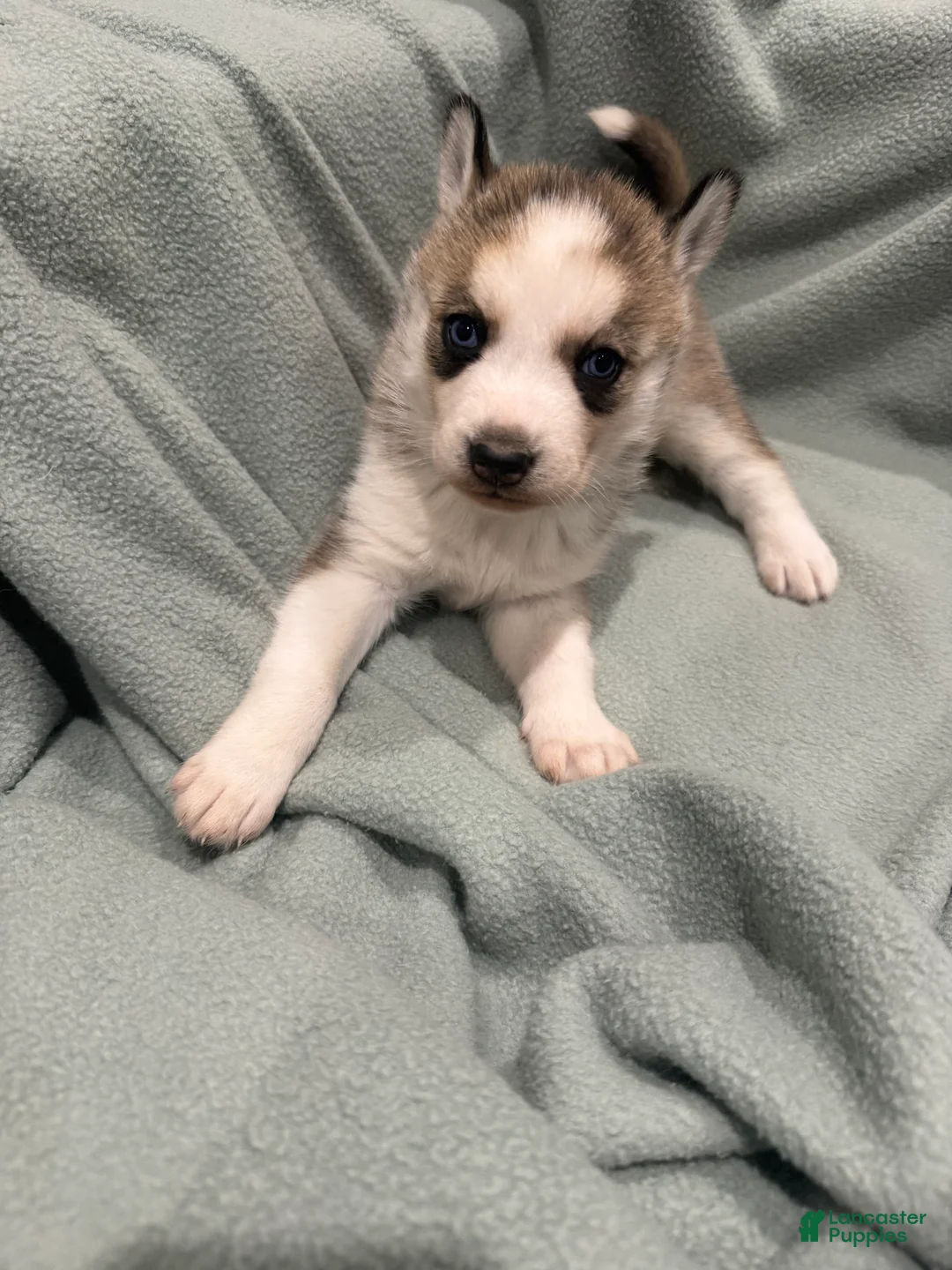 Alaskan Husky dogs for sale: Lola the Alaskan Husky Puppy  - Ad 1