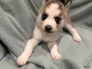 Alaskan Husky dogs Lola the Alaskan Husky Puppy - Ad 2