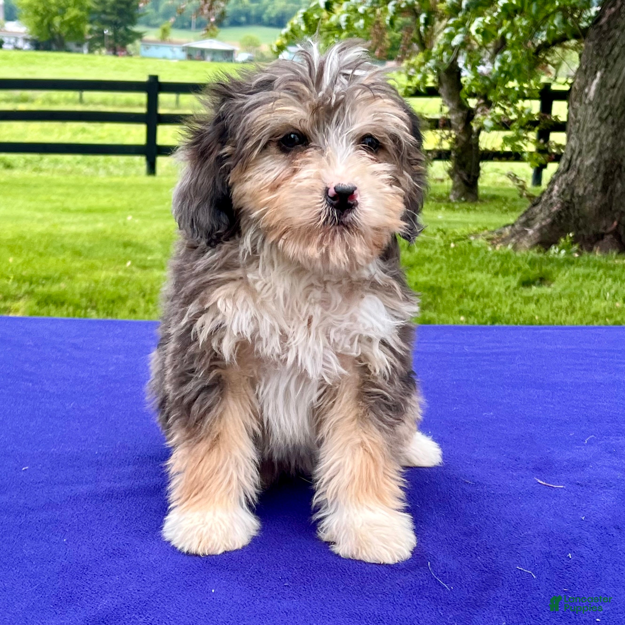 Bernedoodle dogs Nellie - Ad 1