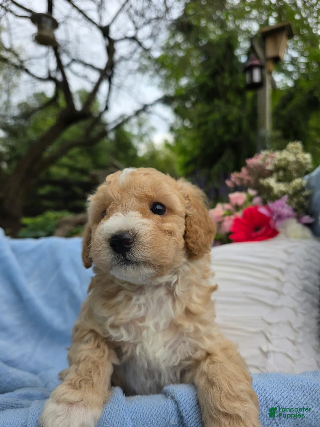 Miniature Poodle dogs for sale: Miniature Poodle Puppy 1 - Ad 2
