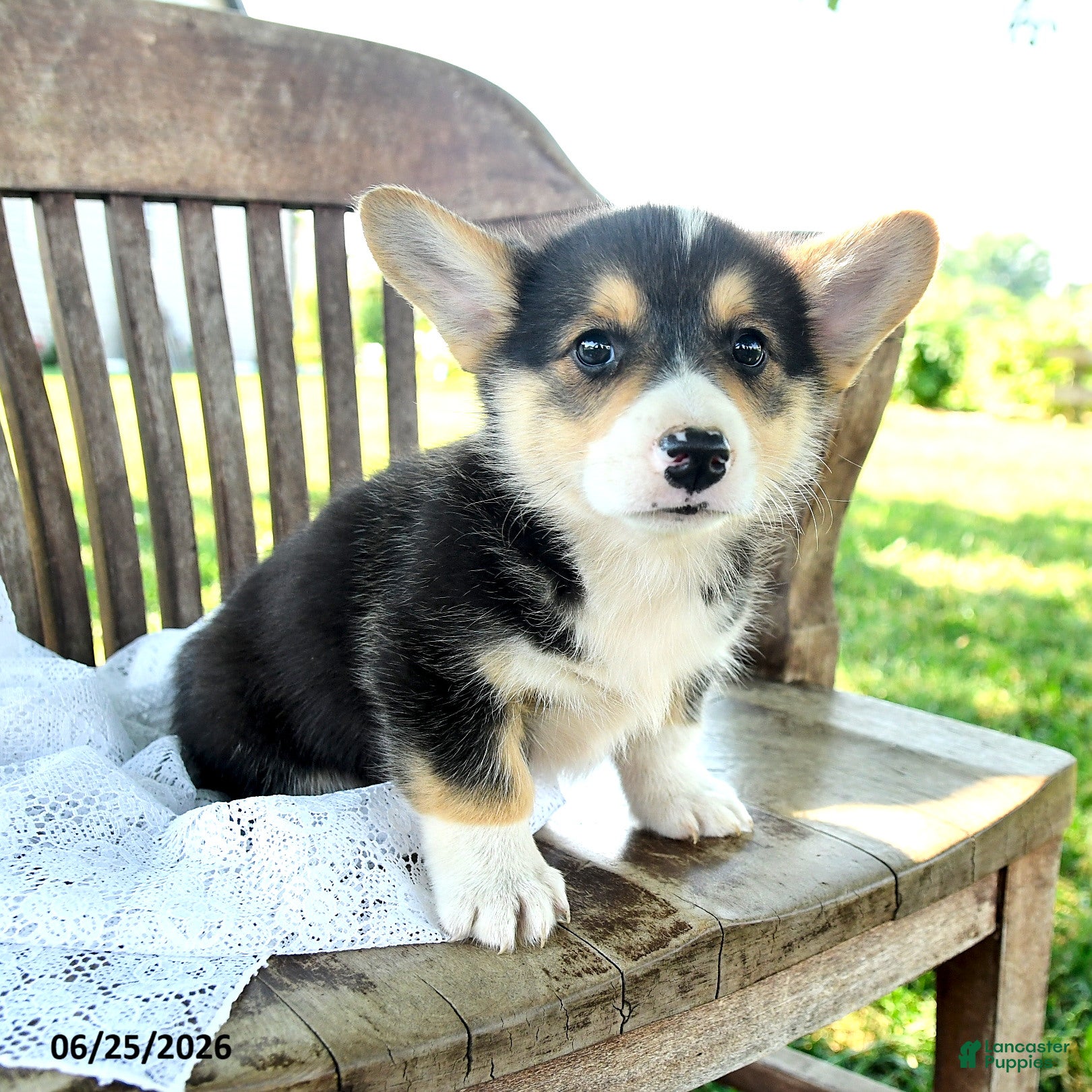 Welsh Corgi Pembroke dogs Reilly - Ad 1