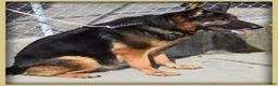 German Shepherd dogs for sale: Girl 1 - Ad 3