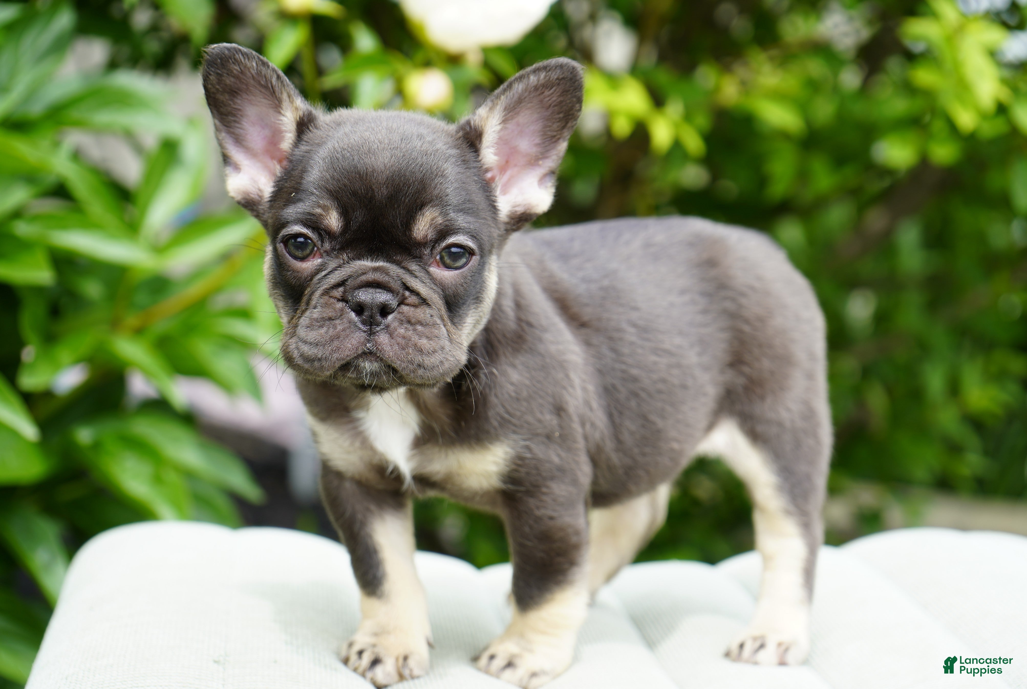 French Bulldog dogs Mochi - Ad 2