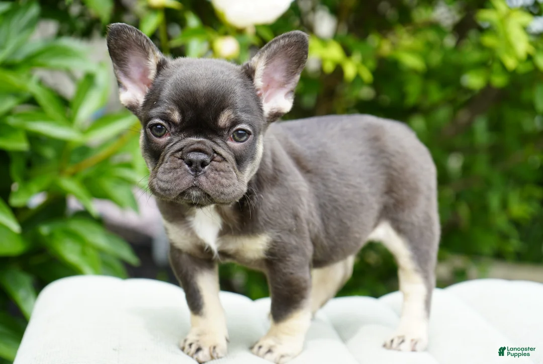 French Bulldog dogs for sale: Mochi - Ad 2