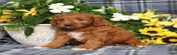 Cavapoo dogs for sale: BJ's Uncle - Ad 4