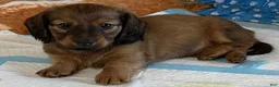 Dachshund dogs for sale: Oliver - Ad 6
