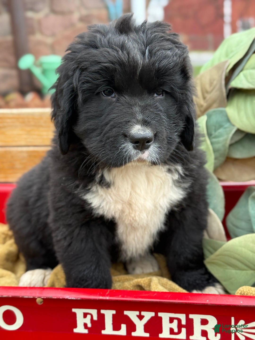 Mixed Breed dogs for sale: Willow - Ad 8