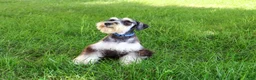 Miniature Schnauzer dogs for sale: Champ - Ad 5