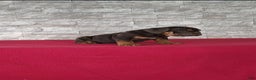 Beabull dogs for sale: Peyton - Ad 6