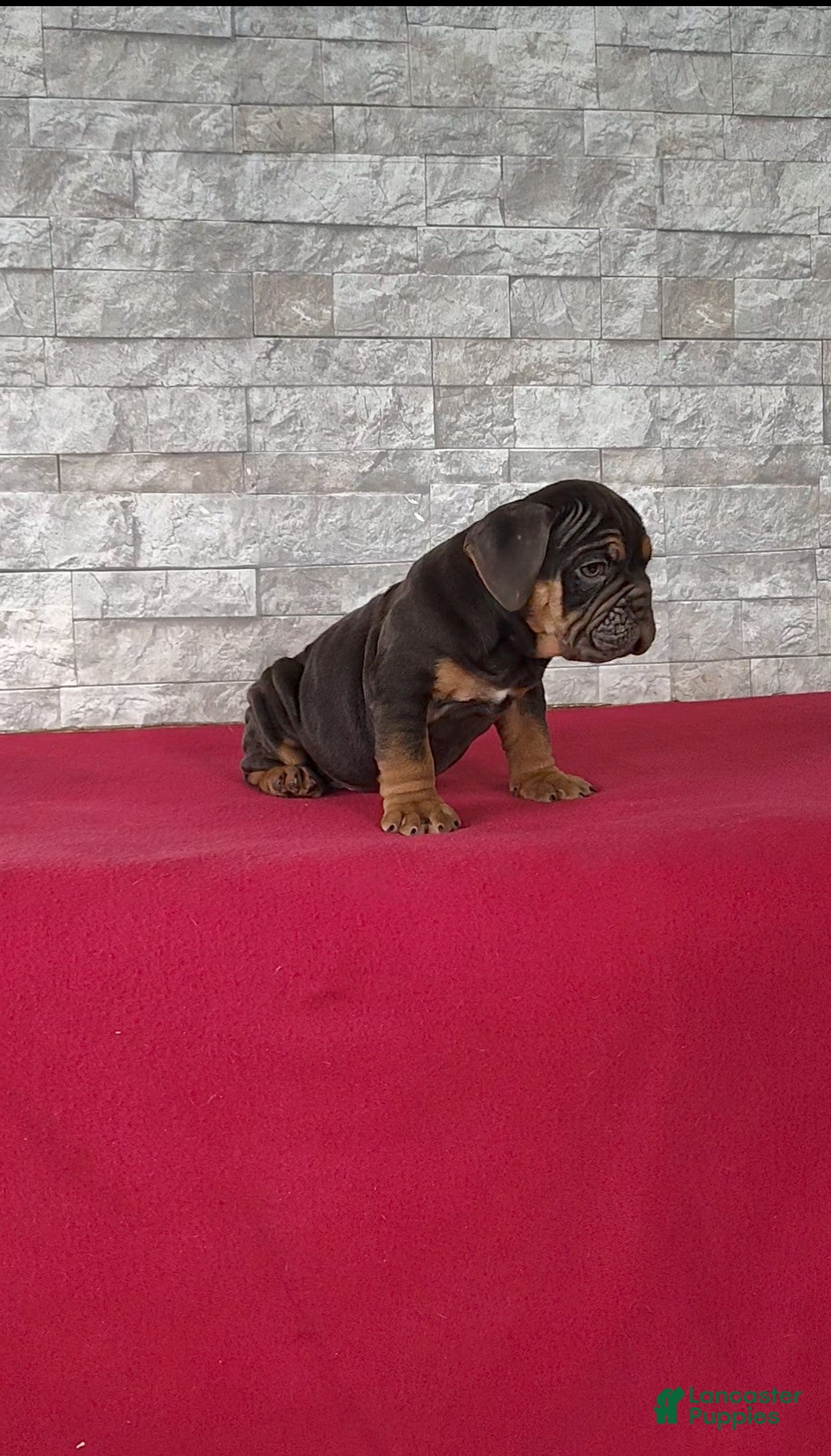 Beabull dogs for sale: Peyton - Ad 6