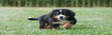 Charlie