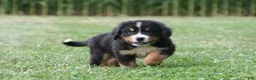 Bernese Mountain Dog dogs for sale: Charlie - Ad 1