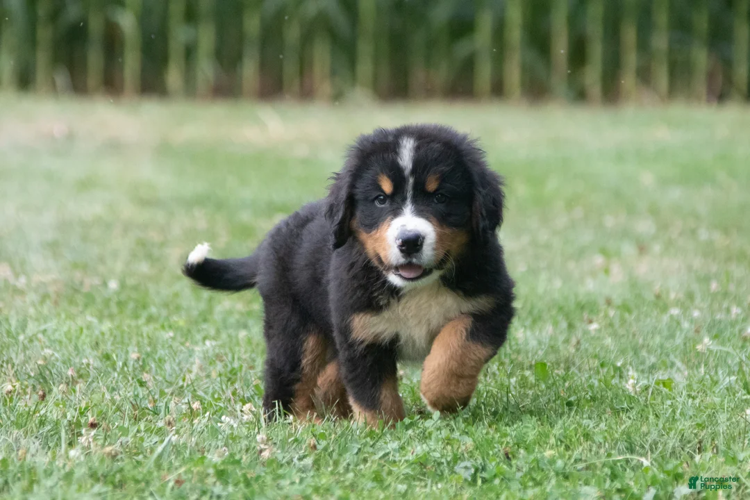 Bernese Mountain Dog dogs for sale: Charlie - Ad 1