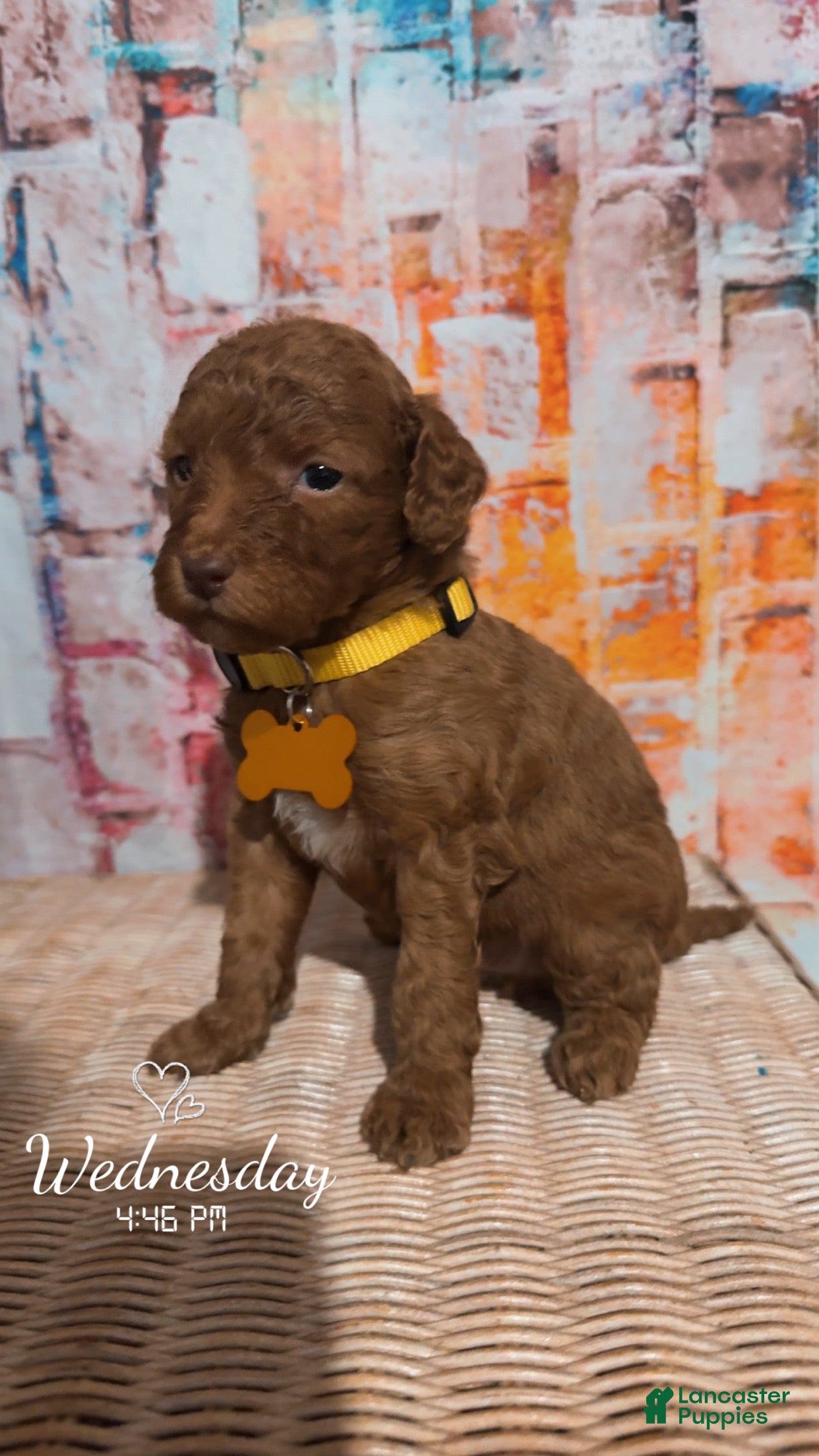 Mini Goldendoodle dogs  Puppy 4 - Ad 11