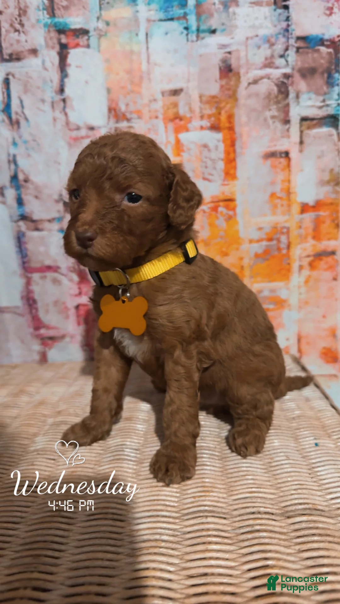 Mini Goldendoodle dogs for sale:  Puppy 4 - Ad 1
